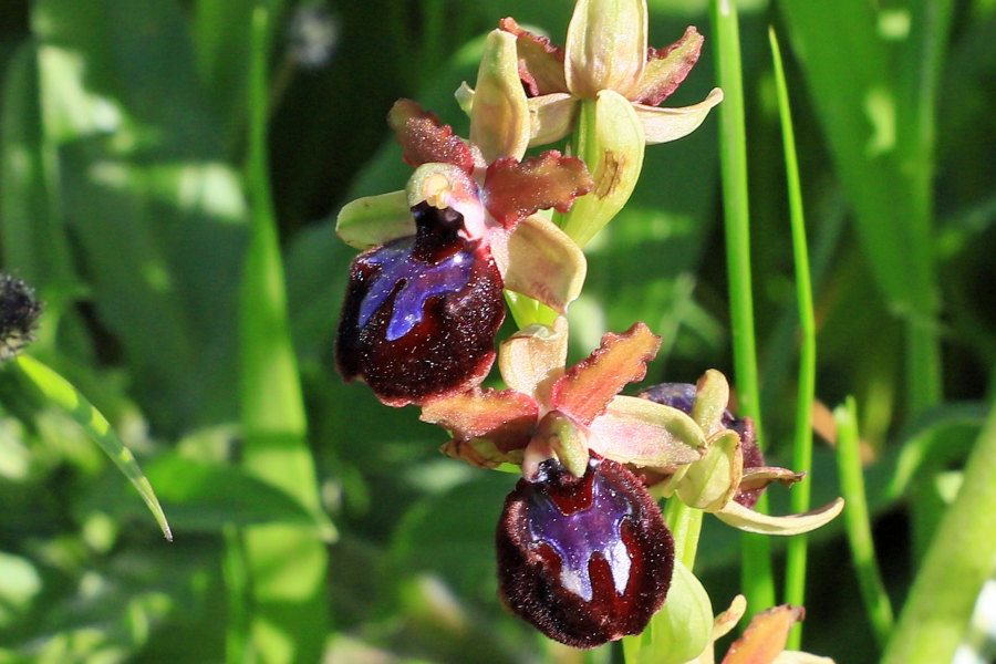 Orchidea da identificare 1